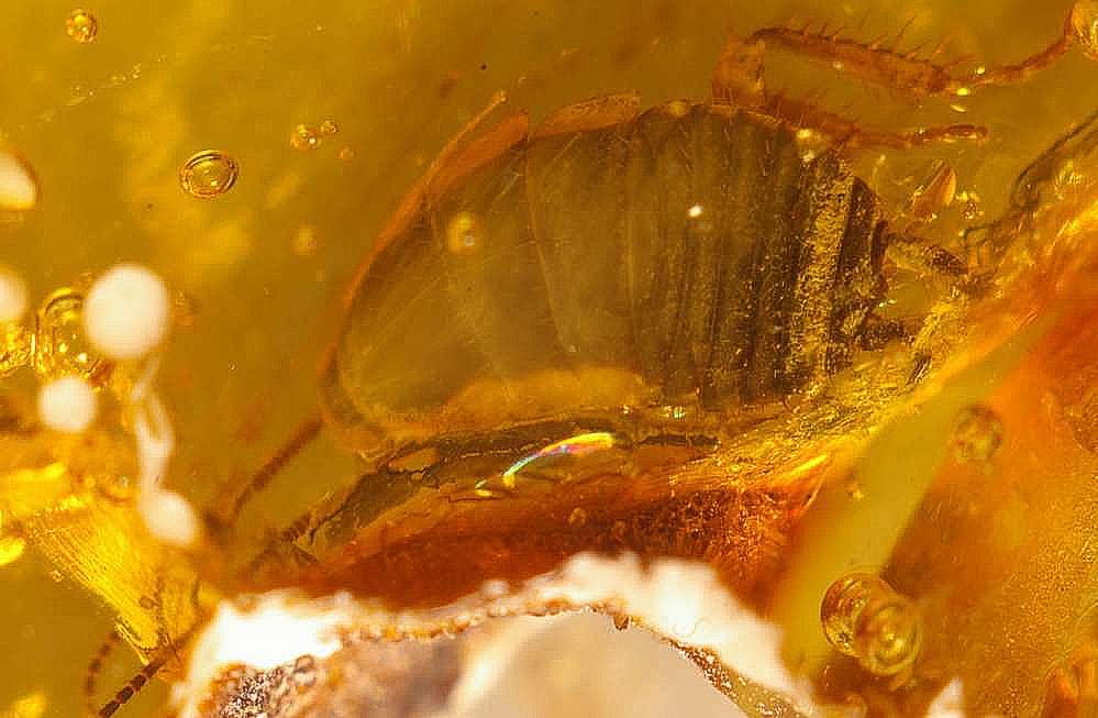 Cockroach in amber.jpg