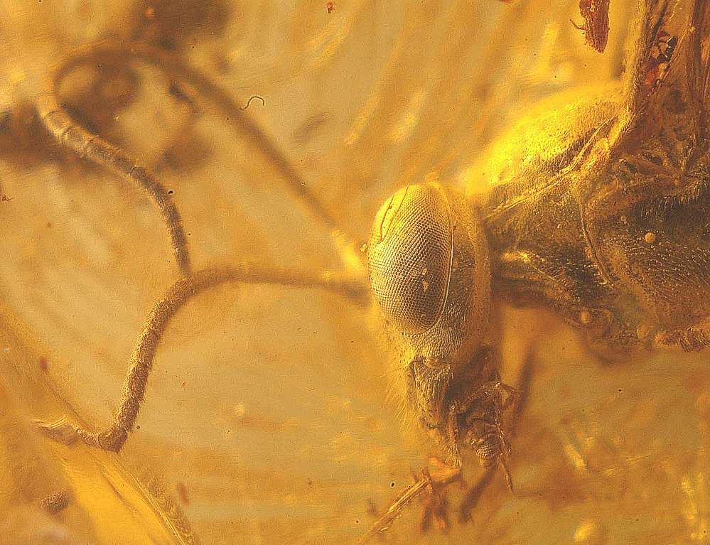 fossil Insect in Baltic amber