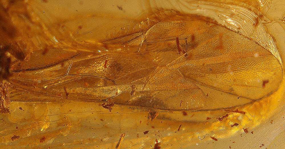 fossil Insect in Baltic amber