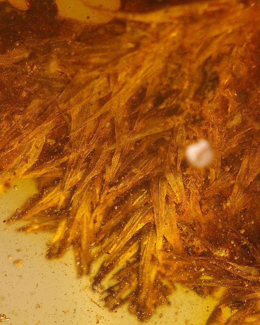 Fossil plant in Baltic amber