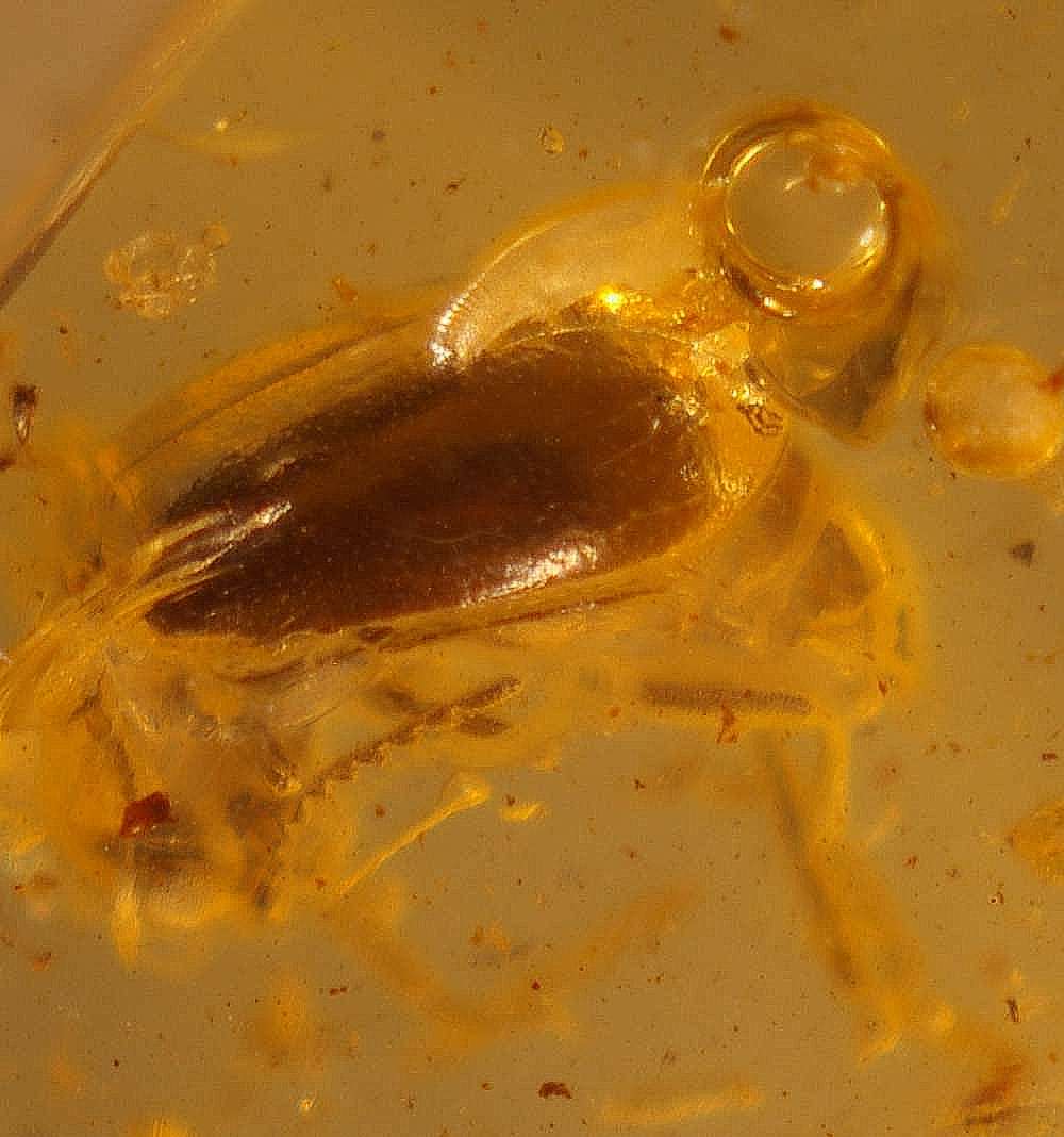 Fossil beetle in Baltic amber, Malachiidae