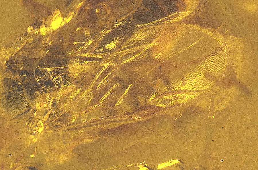 Dryinidae in Baltic amber