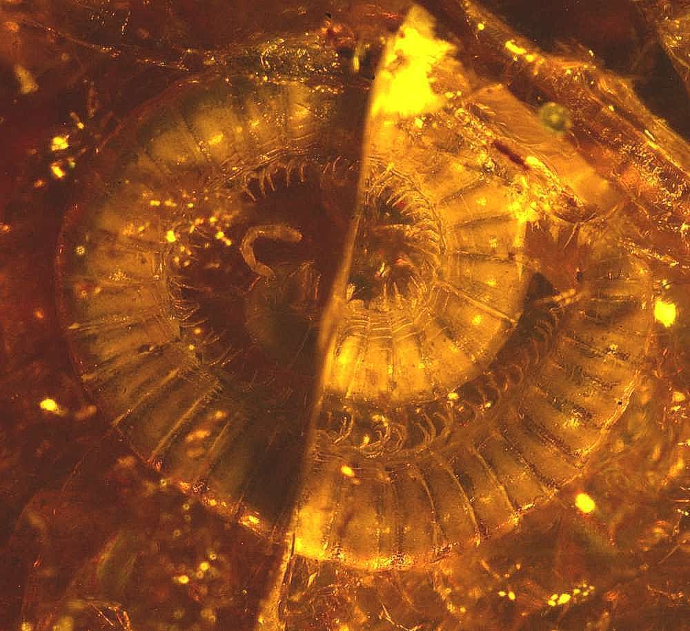 fossil julidae