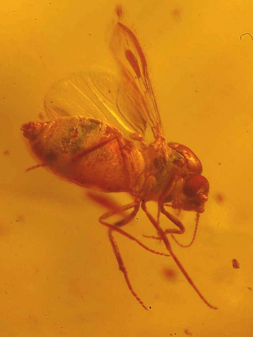 Ceratopogonidae Eohelea in Baltic amber