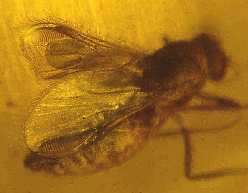 Ceratopogonidae Eohelea in Baltic amber