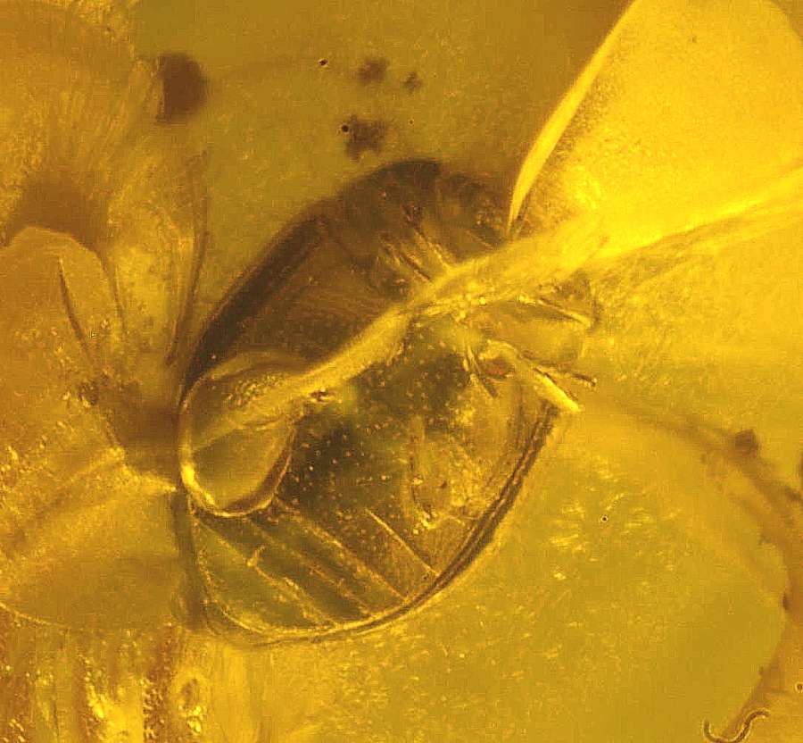 fossil Chrysomelidae