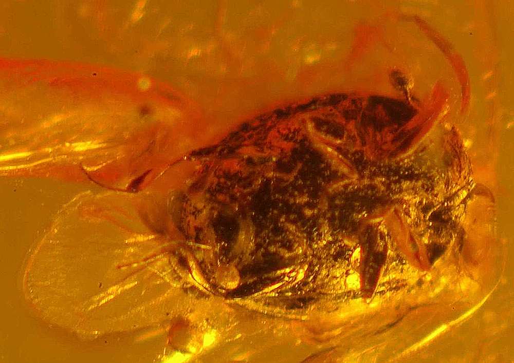 Histeridae in amber