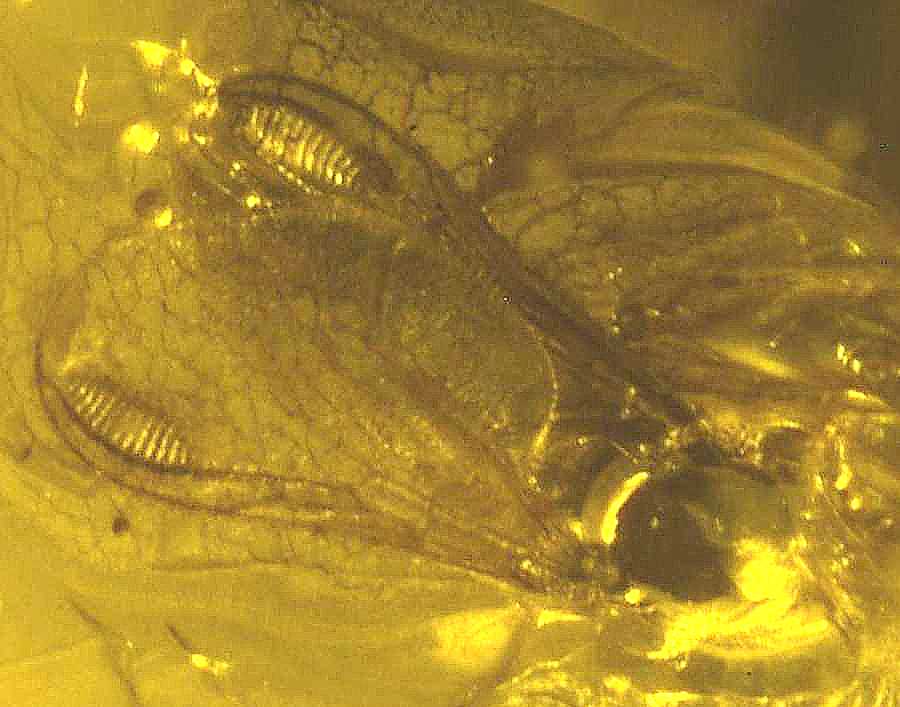 Fossil Eohelea in Baltic amber