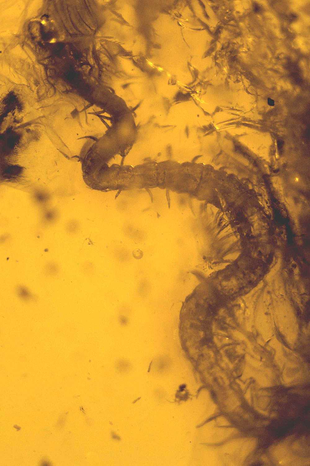  fossil centipede in Baltic amber