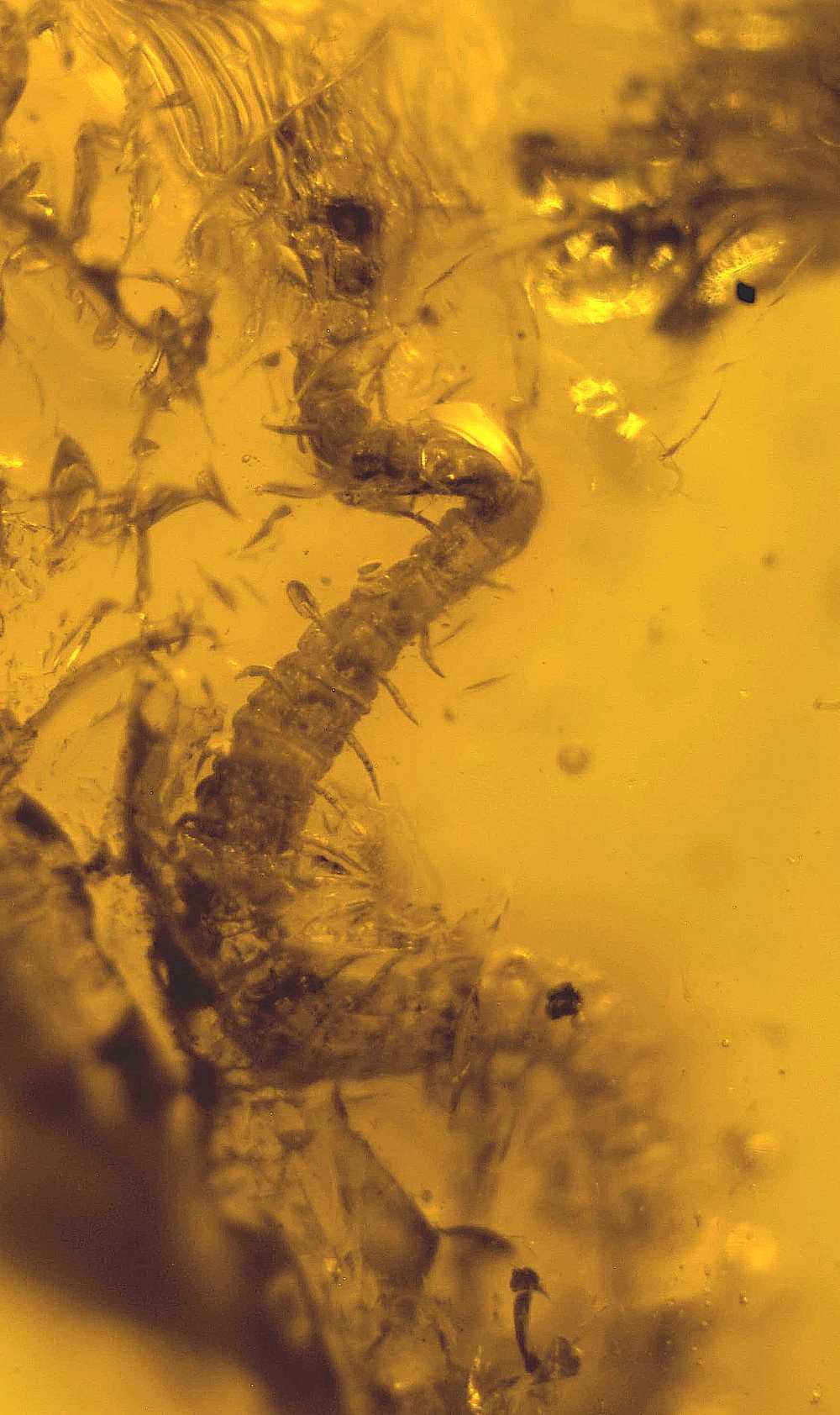 Diplopoda fossil in Baltic amber