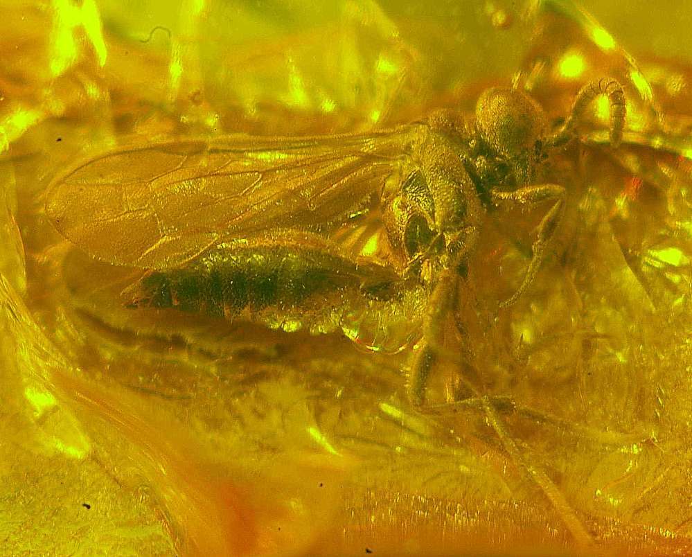  fossil wasp in Baltic amber
