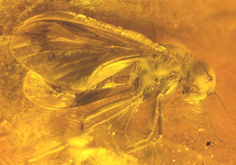 fossil Rhagionidae