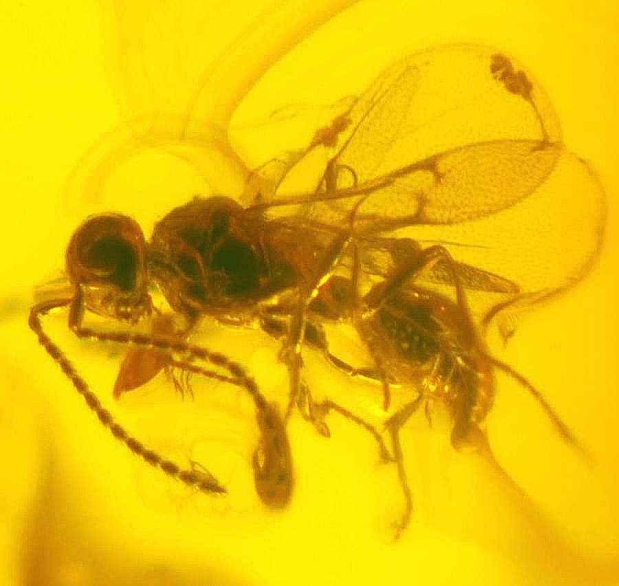 fossil wasp in Baltic amber