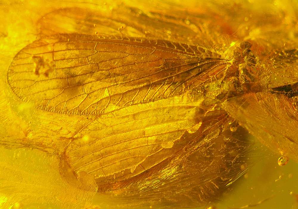 fossil lacewing.jpg