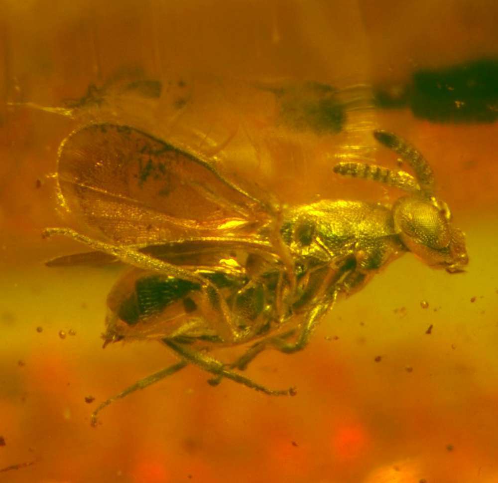  fossil insect in Baltic amber