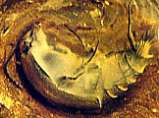 Staphylinidae fossil