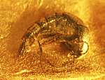 Staphylinidae fossil in Baltic amber