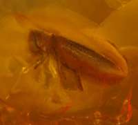  Gastrallus zjantaru, fossil beetle in Baltic amber