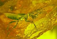 Staphylinidae fossil in Baltic amber