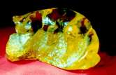 Inclusions in amber