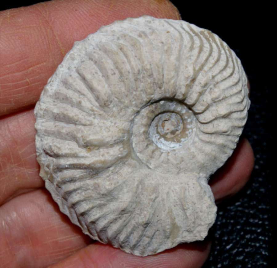 Cardioceras cordatum