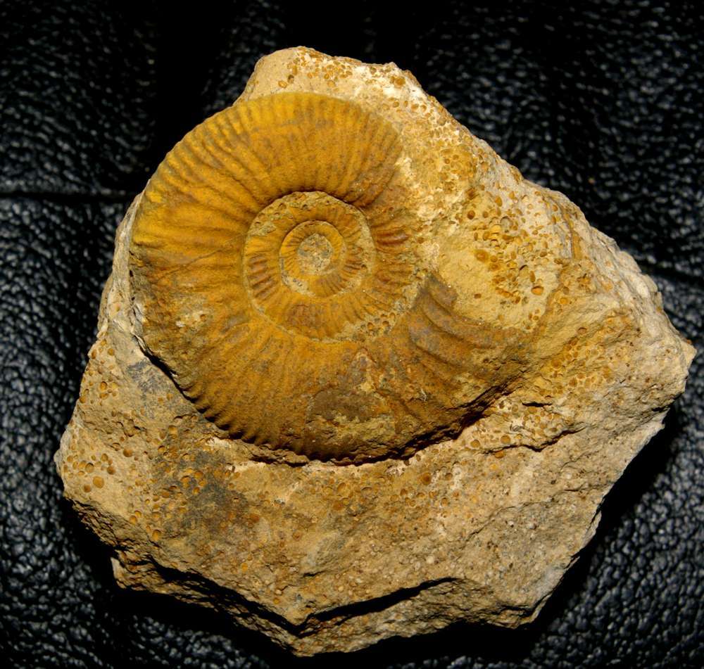 Parkinsonia