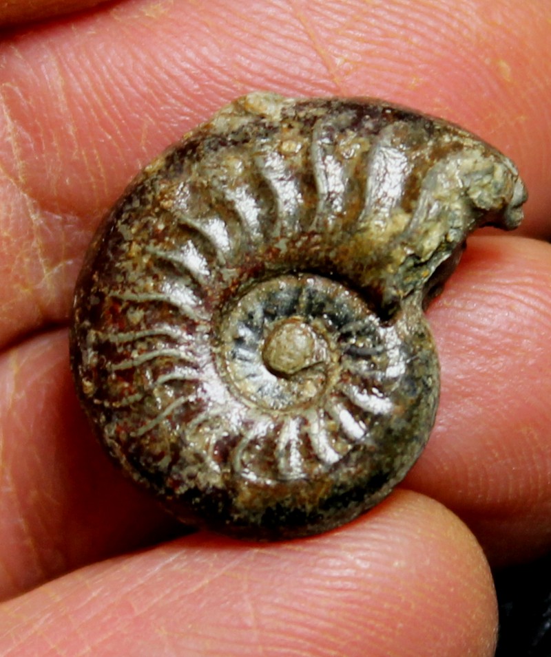 Jurassic, Liassic crystal pyrite ammonite