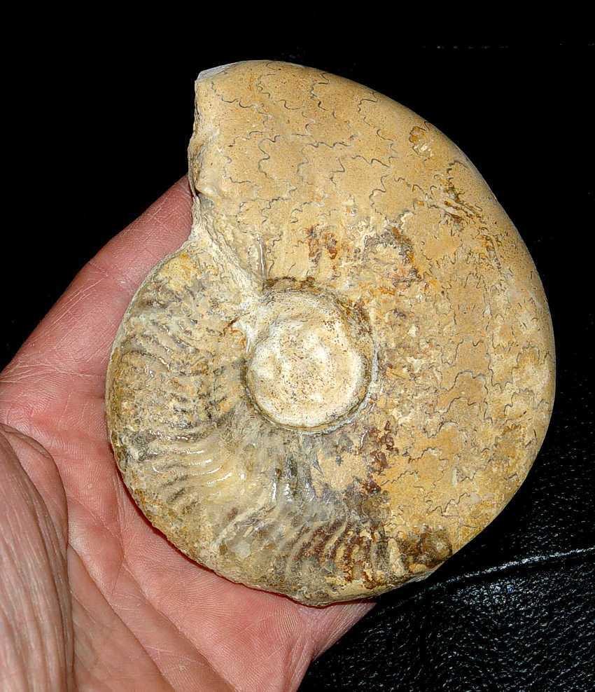 ammonites Leioceras comptum