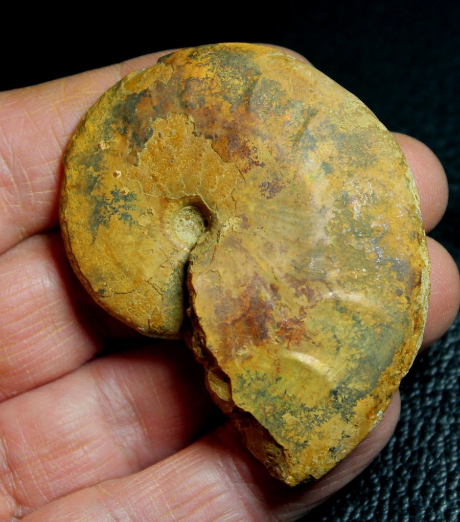 Oxycerites subdiscus