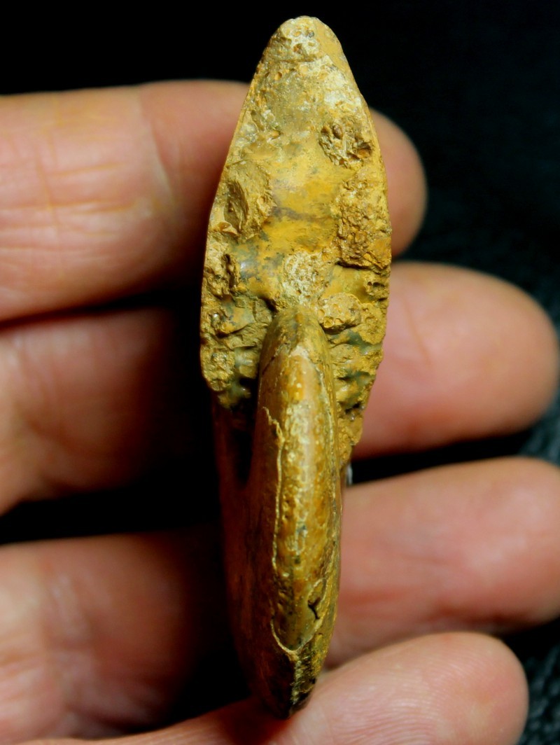 Oxycerites subdiscus