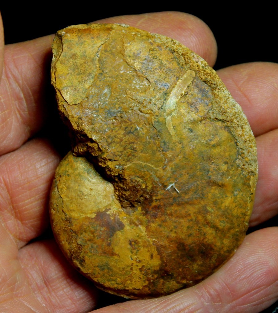 Oxycerites subdiscus