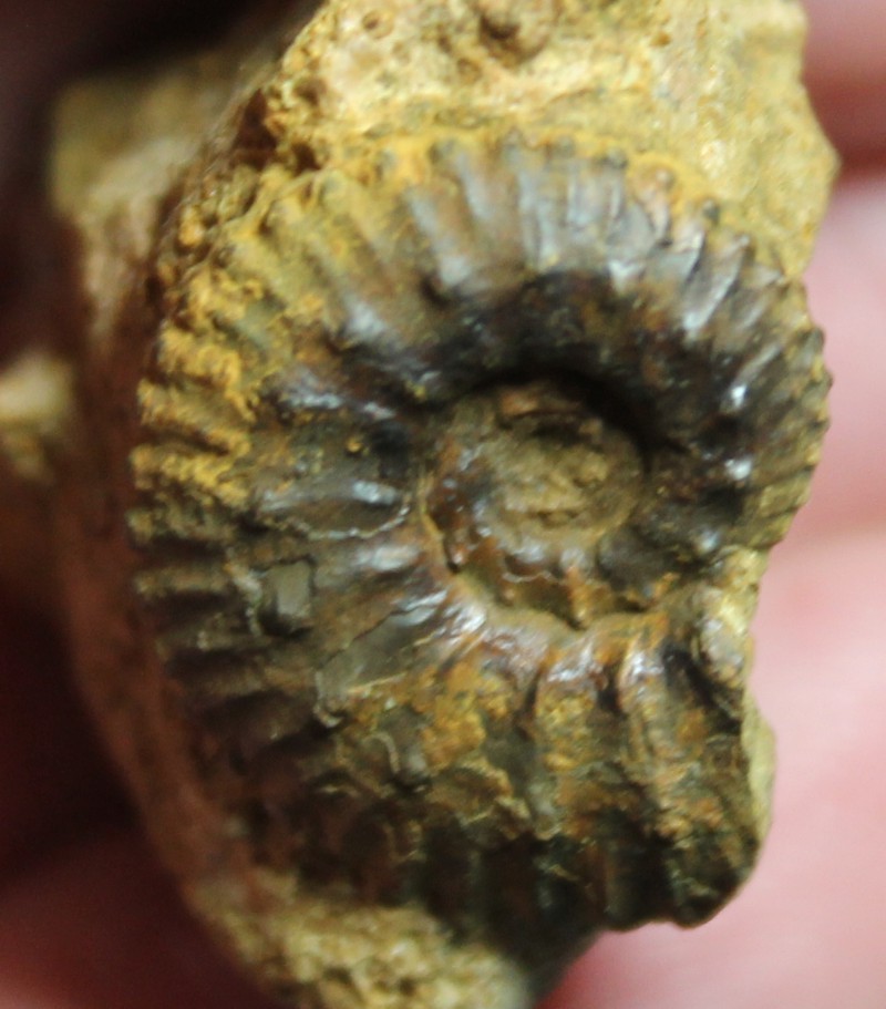  Kosmoceras nestor 