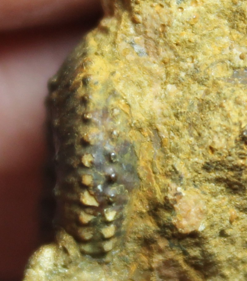  Kosmoceras nestor 