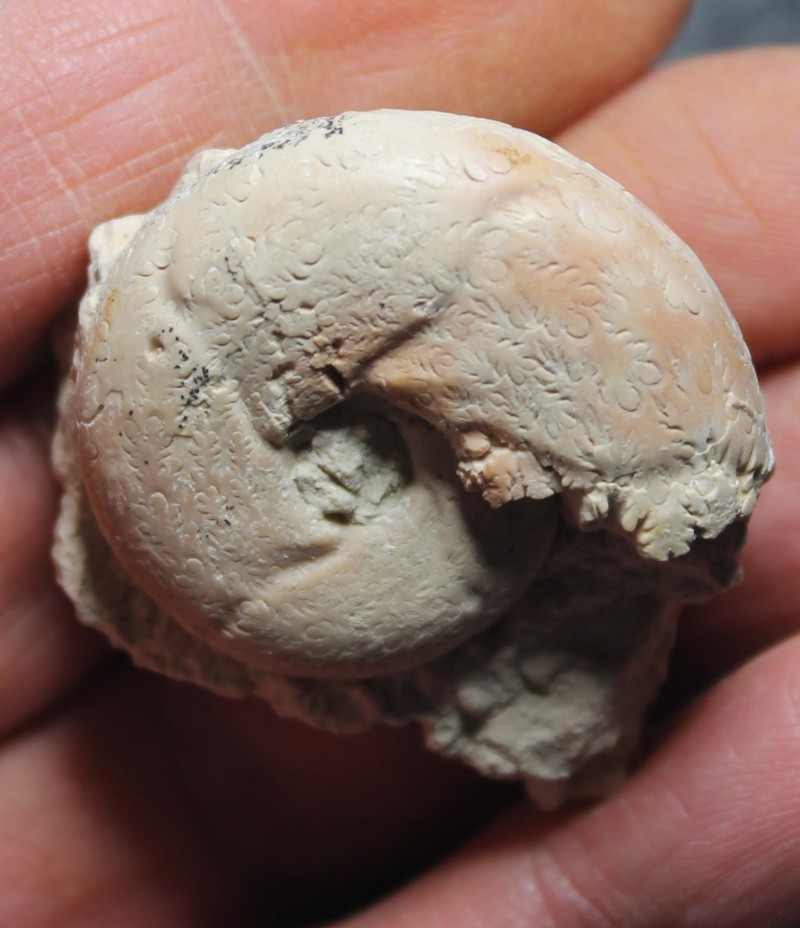 Sowerbyceras  tortisulcatum