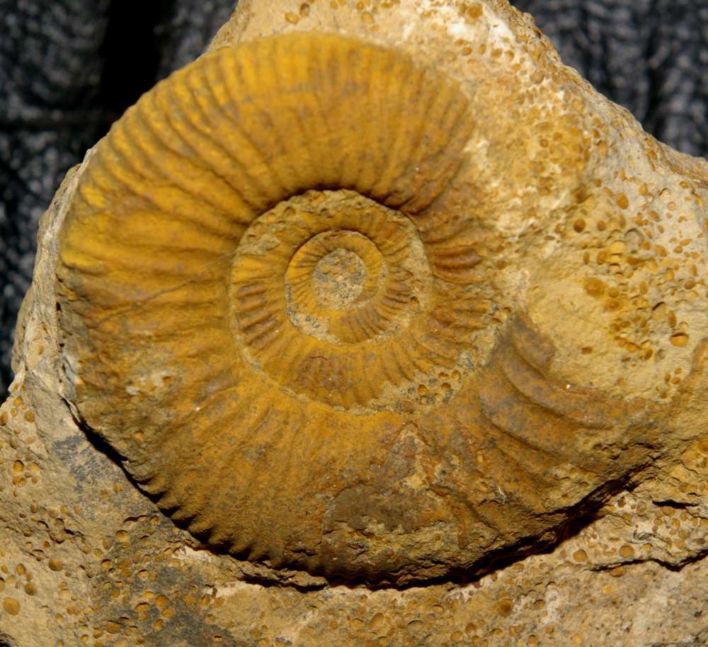 Parkinsonia