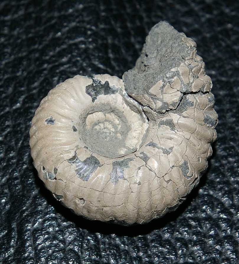 Cadoceras