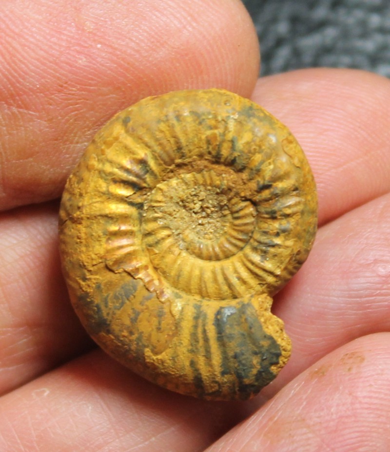 Jurassic ammonite 