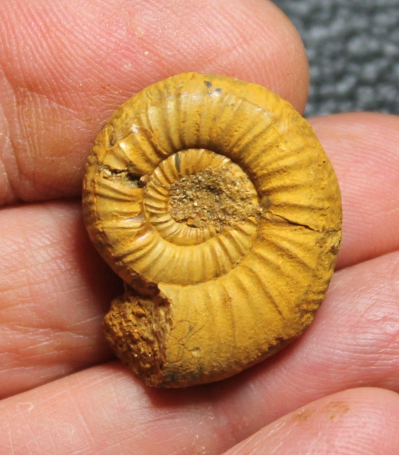 Jurassic ammonite 