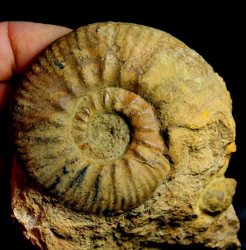 callovian ammonite  