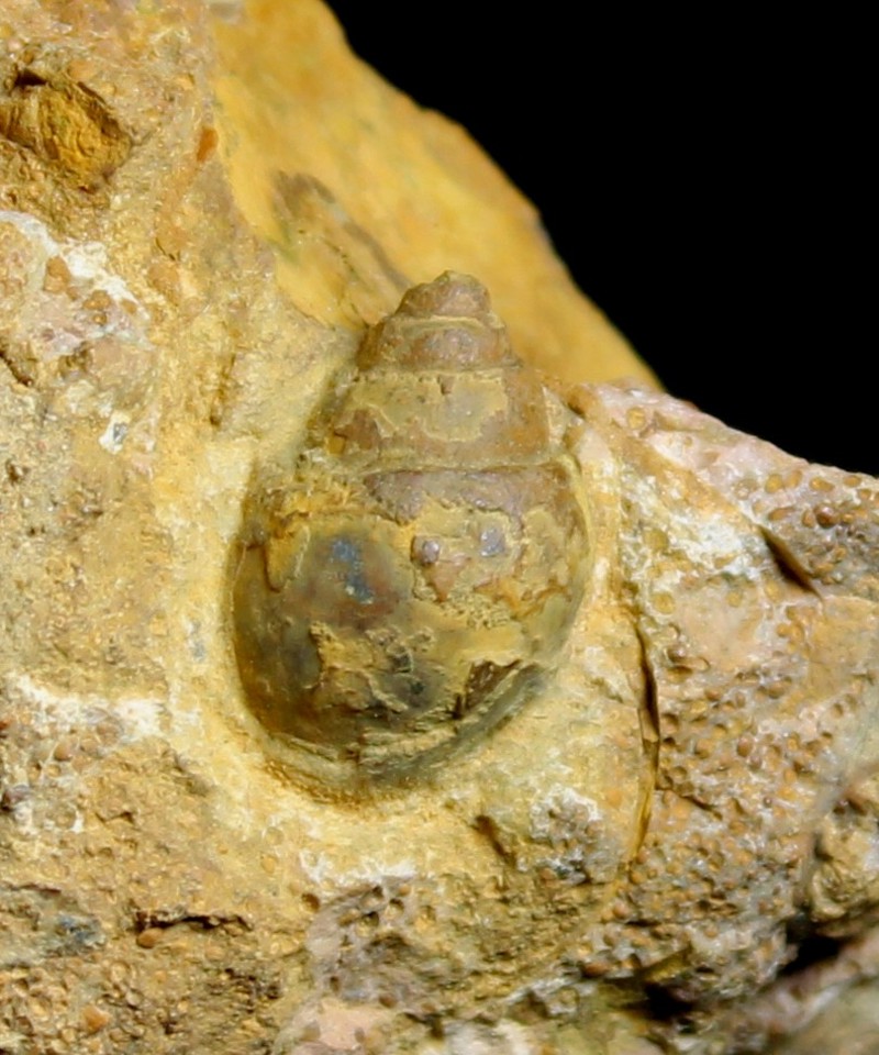  fossil cluster 