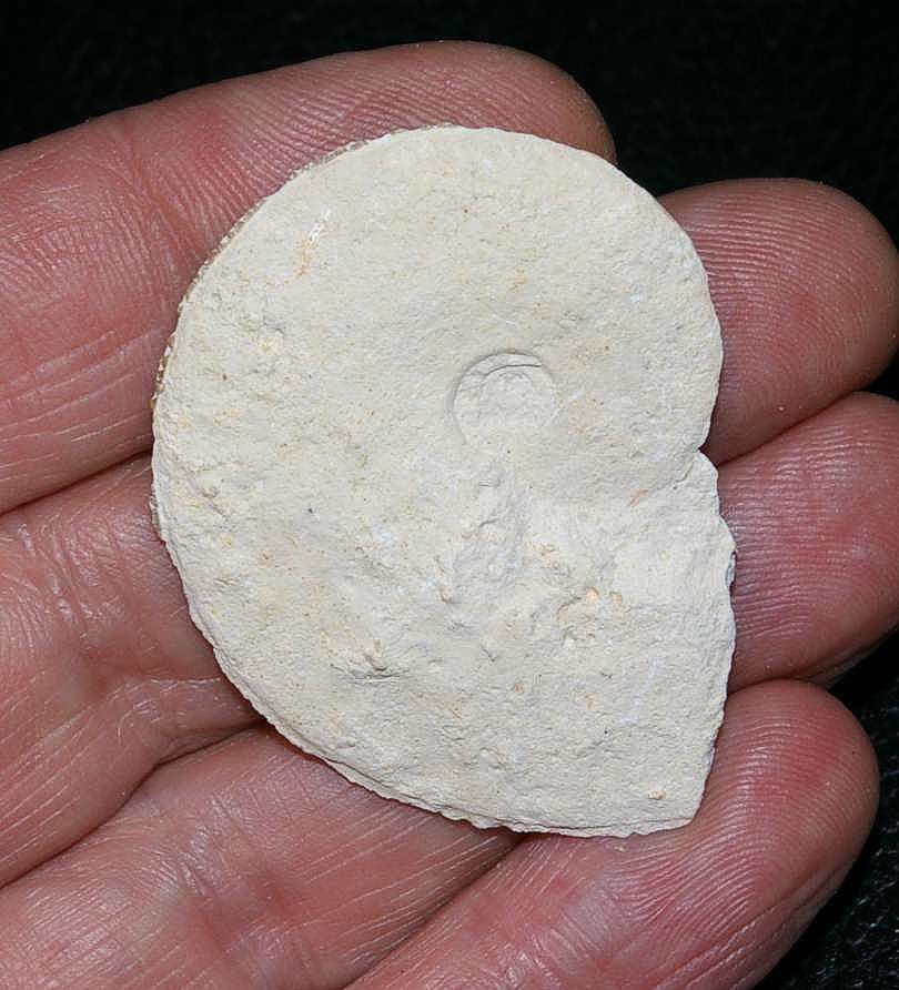 Oxycerites yeovilensis ammonite
