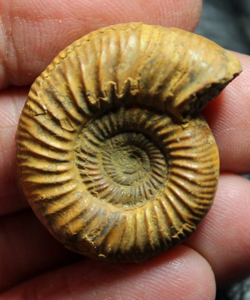 Stephanoceras 