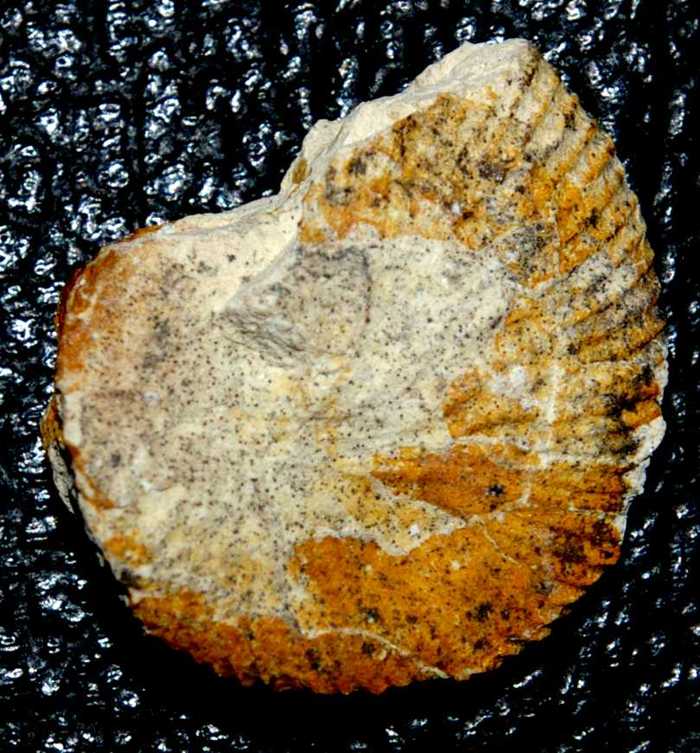 Hoploscaphites tenuistriatus Heteromorph ammonite