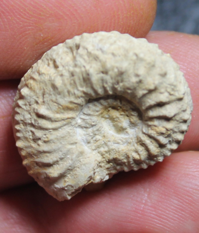 Ammoniten Cardioceras cordatum