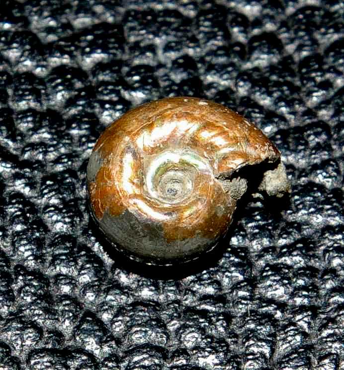 Ammoniten Ringsteadia pseudocordata