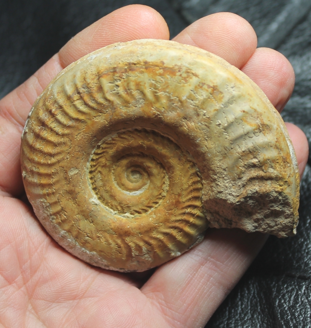 Hildoceras bifrons