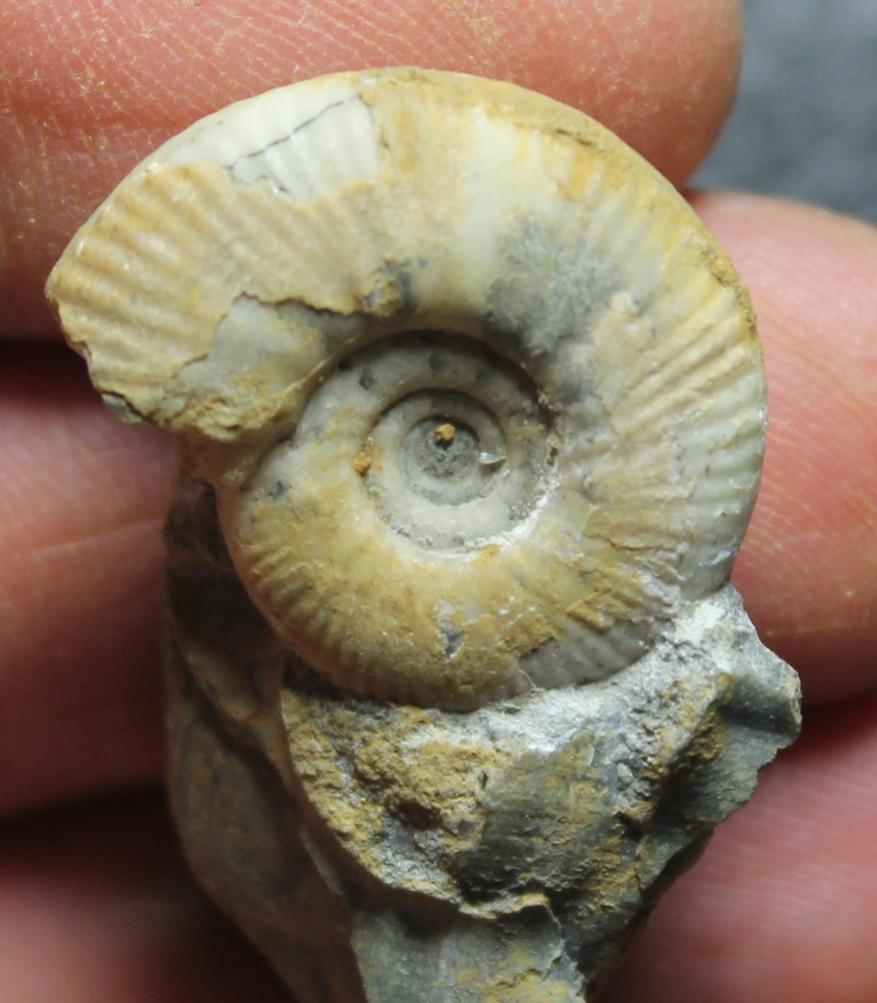 Ammoniten Proplanulites 