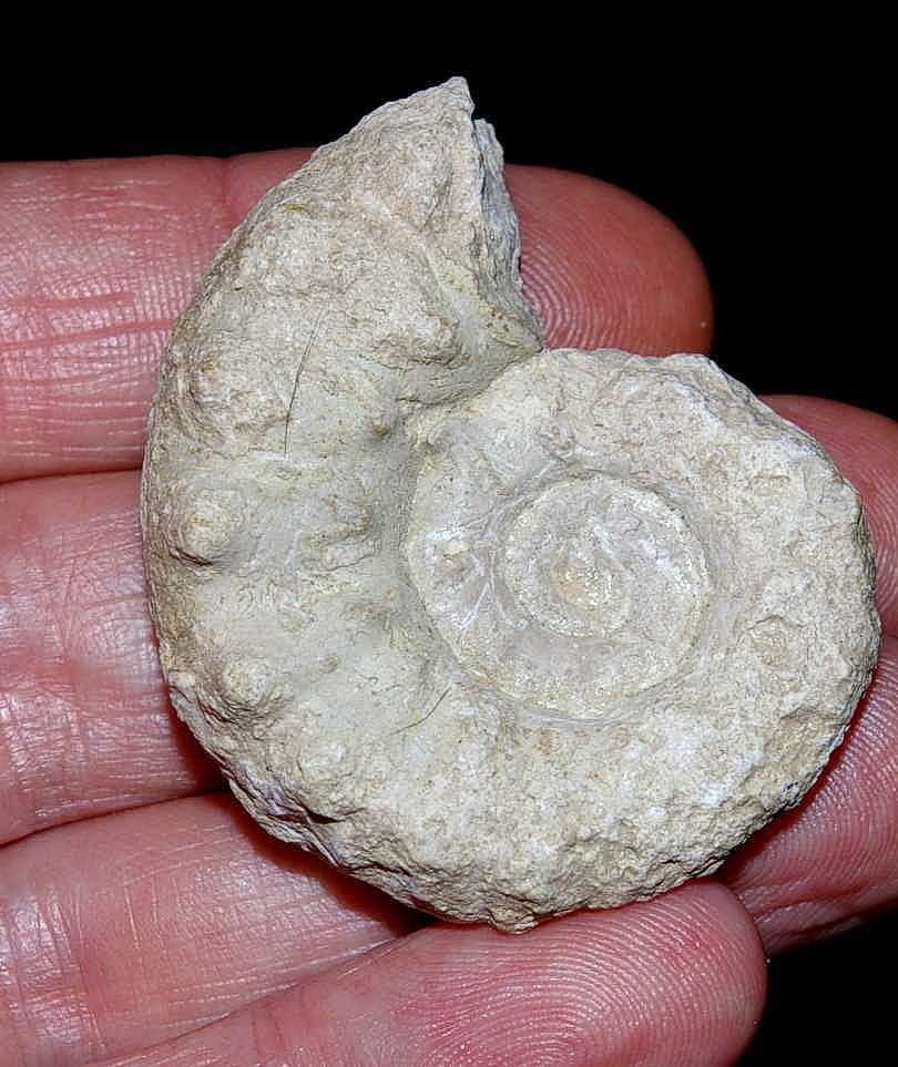 Euaspidoceras perarmatum ammoniten 