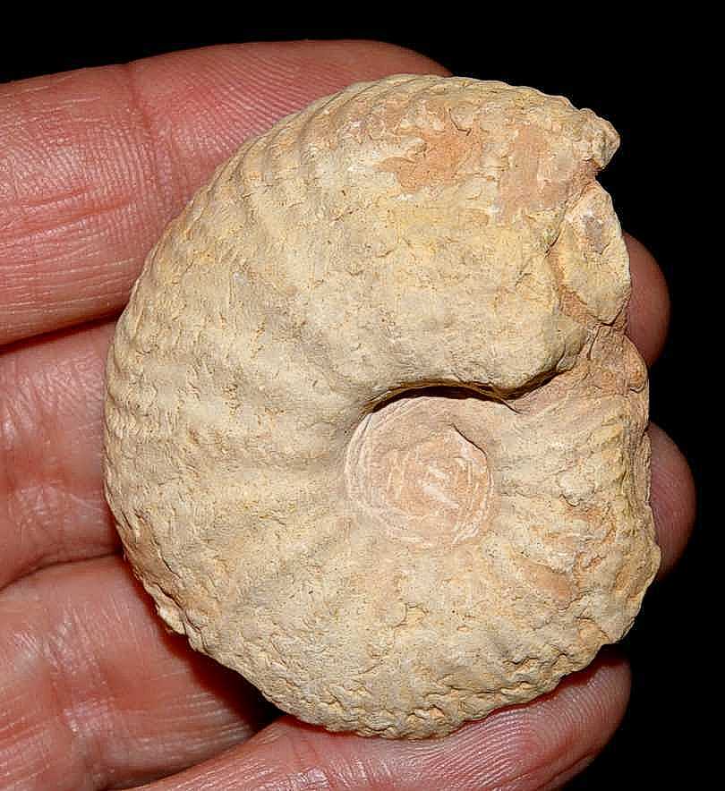 Cardioceras maltonense ammoniten 