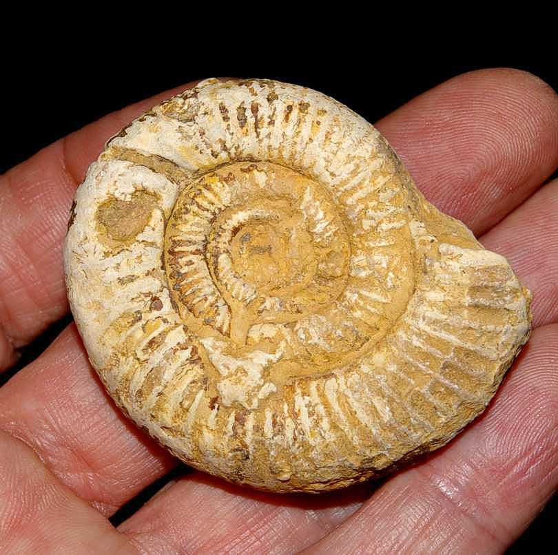 Perisphinctes cyrilli ammoniten 